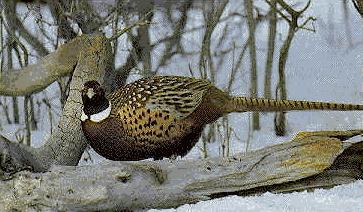 Pheasant Hunting Trips in Missouri