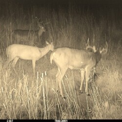 M0 ALS0 L59 T64 S5 IR52 C1 Y38 B0 comp-12 ST2 +-16 0