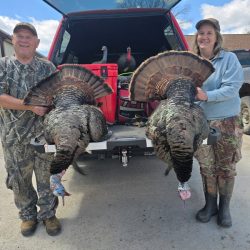 2 turkeys from a 2026 turkey hunt