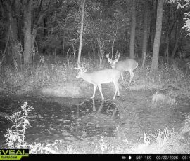 2 deer in Missouri captured on a trail cam