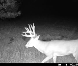 trailcam shot of a deer at Harding GameBird Preserve in Missouri