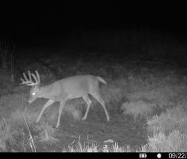 Deer in Missouri at Harding Gamebird Preserve
